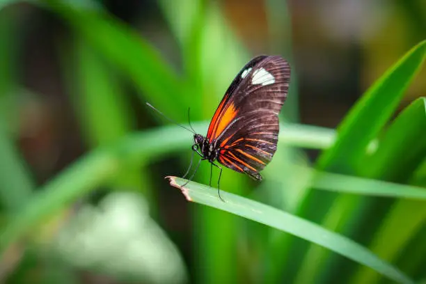 Close up of a Heliconius melpomene butterfly, also known as a Postman Butterfly, sitting on a leaf with a blurred green background.