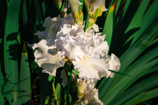 Close-up of a bright Iris flower