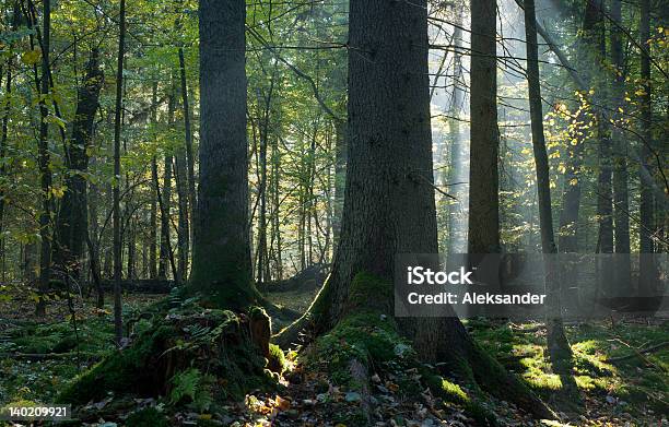 Sunbeam Entering Mixed Stand In Autumnal Morning Stock Photo - Download Image Now - Autumn, Brightly Lit, Coniferous Tree