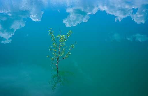 Small tree sapling growing in the lake with a beautiful reflections of cumulus clouds