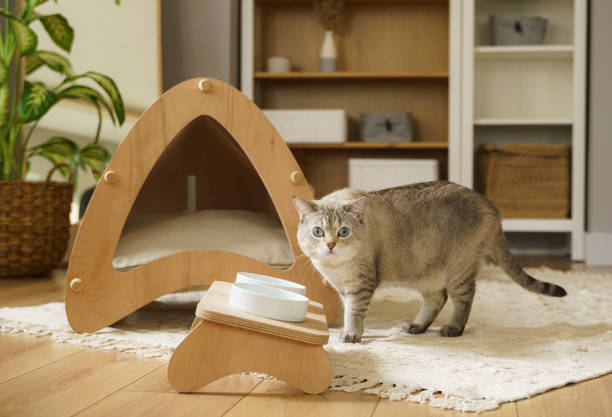 Cute and fluffy British and Siamese cat eating granule from bowl at home