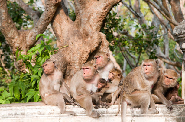 istock Family of Monkeys 140210147