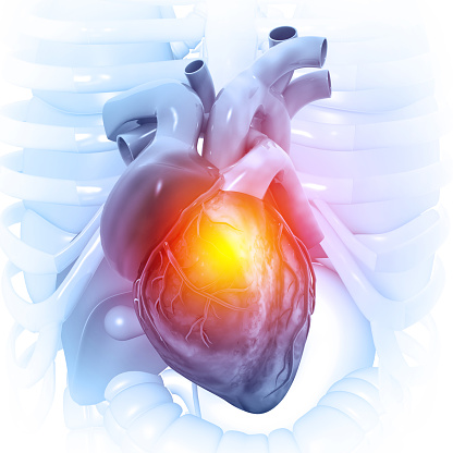 Anatomy of Human heart.3d illustration