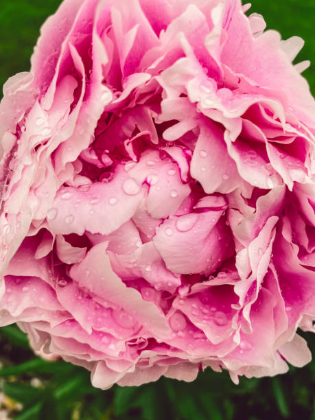 istock Pink peony rose with wet waterdrops. 1402102851