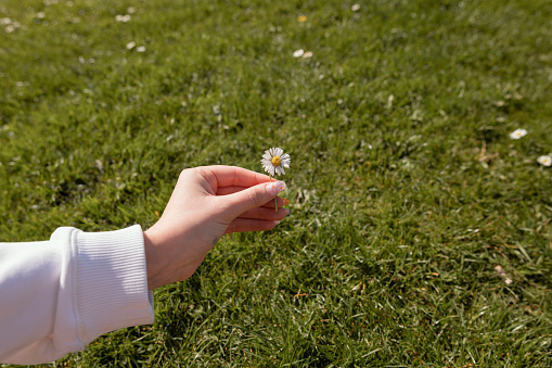 Human hand holding a common freshly picked daisy with copy space to the right and above.