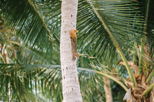 istock Pretty squirrel on a coconut tree eating delicious fruit. 1402103104