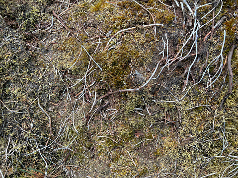 Very dry moss soil in the heath with dry roots.