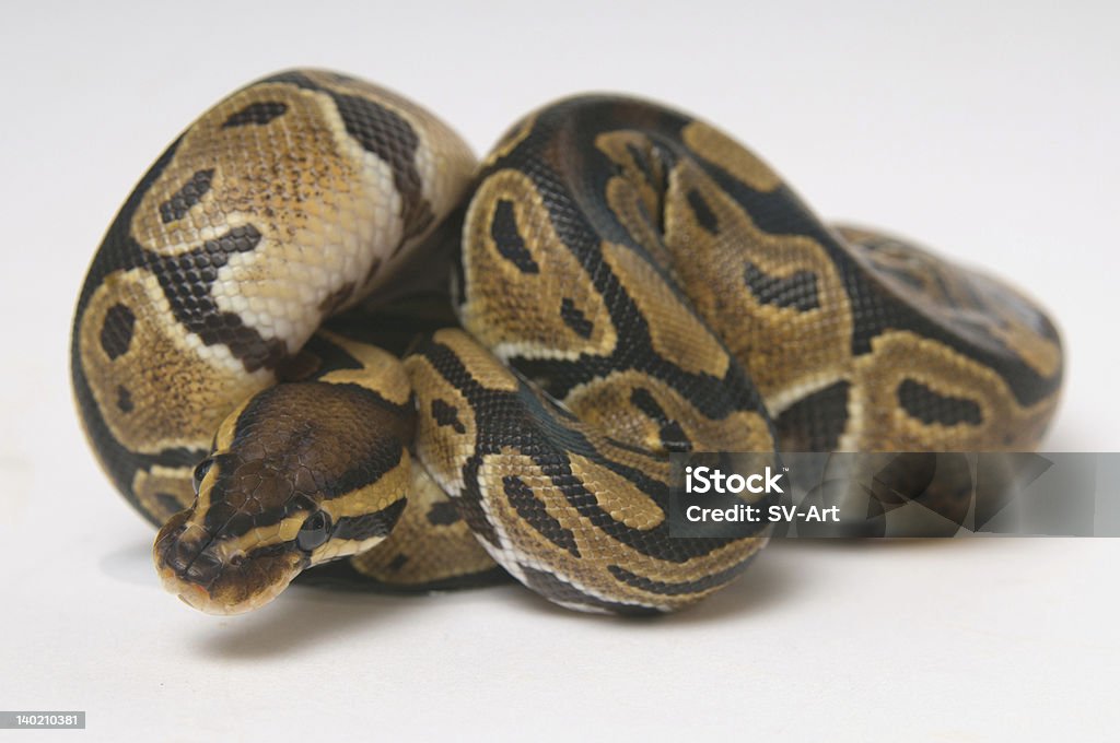 Python Regius Size Python Regius In A Roll Stock Photo - Download Image Now - Backgrounds ...