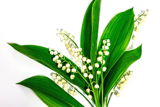 Lily valley flowers with green leaves isolated on white background. Nature object for the design Lily valley flowers with green leaves isolated on white background. Nature object for the design of festive greeting cards for Mother's Day or another holiday. A hard light, dark shadow mothers day horizontal close up flower head stock pictures, royalty-free photos & images