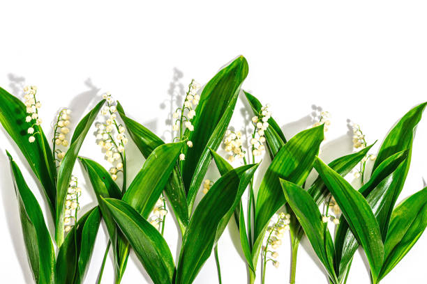 Lily valley flowers with green leaves isolated on white background. Nature object for the design Lily valley flowers with green leaves isolated on white background. Nature object for the design of festive greeting cards for Mother's Day or another holiday. A hard light, dark shadow mothers day horizontal close up flower head stock pictures, royalty-free photos & images