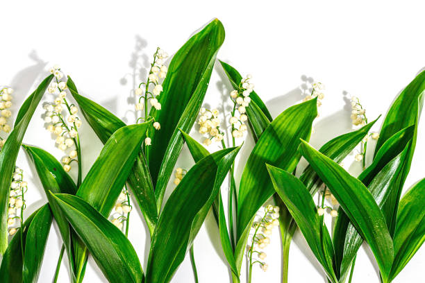 Lily valley flowers with green leaves isolated on white background. Nature object for the design Lily valley flowers with green leaves isolated on white background. Nature object for the design of festive greeting cards for Mother's Day or another holiday. A hard light, dark shadow mothers day horizontal close up flower head stock pictures, royalty-free photos & images