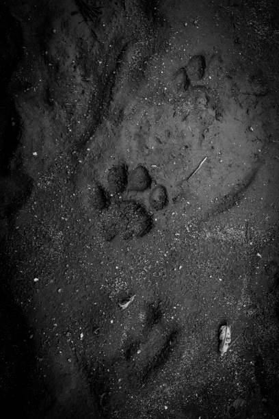 istock Lion’s prints on the road 1402104302
