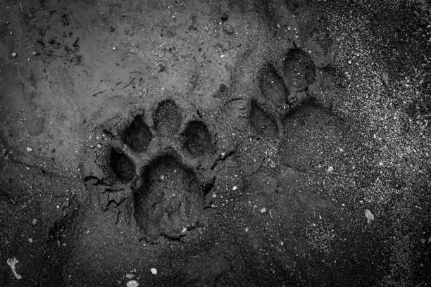 istock Lion’s prints on the road 1402104305