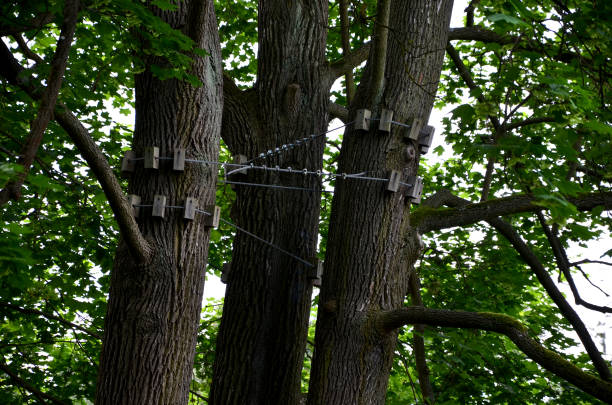 rami principali legati nella corona dell'olmo. l'arboricoltore legò i rami vecchi e fragili insieme con una corda sintetica. oggetti fatti di blocchi di legno proteggono la corteccia dai lividi. testato e protetto - climbing clambering hanging rope foto e immagini stock