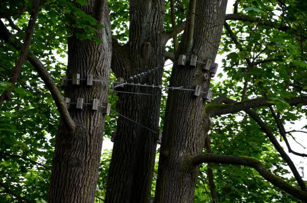 Photo of tied main branches in the crown of the elm. the arborist tied the old and fragile branches together with a synthetic rope. items made of wooden blocks protect the bark from bruises. tested and secured