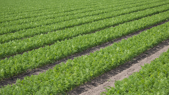 Young carrot plants growing on farmland in south Hokkaido in June
