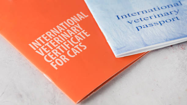 istock Two International Veterinary Certificate or Passport For Cats on Gray Background Horizontal 1402106982