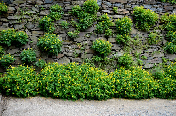 istock a path leading in a gorge between retaining walls with stacked gray stones. slate resembles a rock. rockery plants grow in it. There is soil between the joints and overgrown between them 1402107260