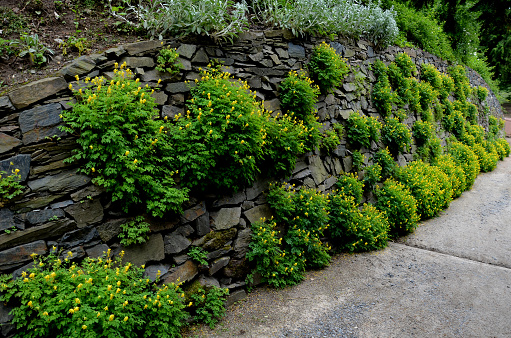 a path leading in a gorge between retaining walls with stacked gray stones. slate resembles a rock. rockery plants grow in it. There is soil between the joints and overgrown between them, lutea