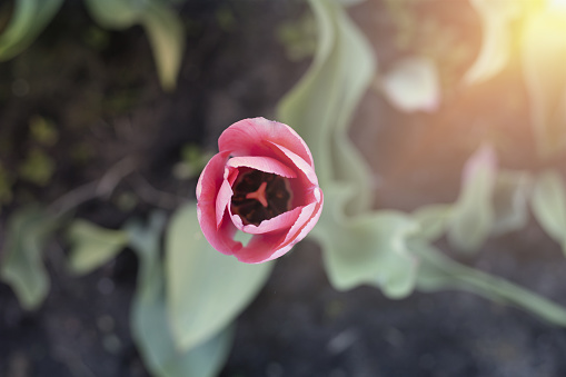 Colorful parrot tulip isolated on black