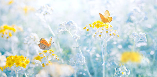 istock Widescreen image of a meadow with butterflies in spring or summer. 1402108542