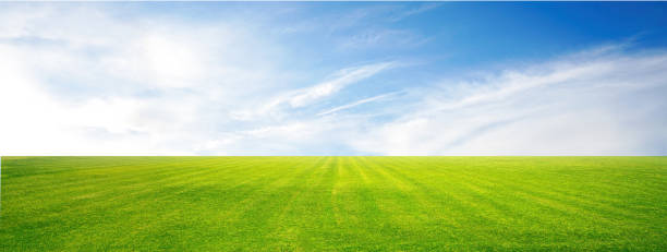 istock Serenity and beauty - a wide format image of an endless green field in spring or summer. 1402108593