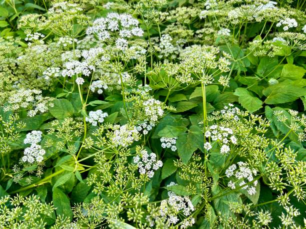 anziano di terra in fiore aegopodium podagraria vescovi erbaccia goutweed - invasive plant foto e immagini stock