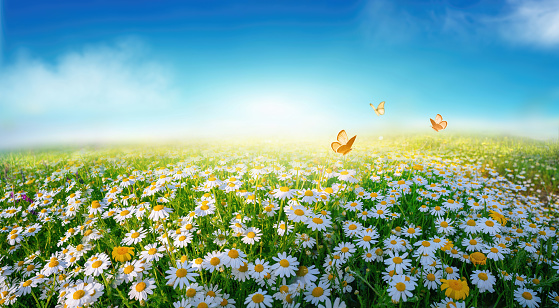 Bright beautiful widescreen image of a meadow lit by the sun with blooming daisies and fluttering butterflies in nature summer.