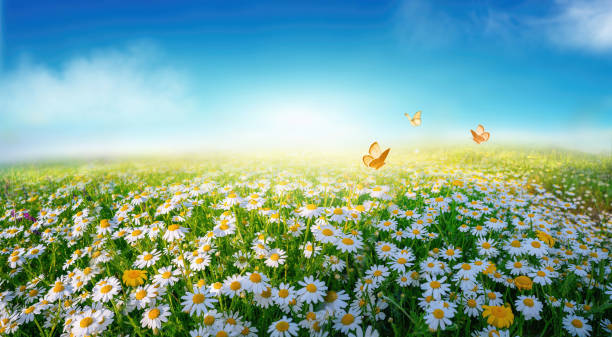 imagem widescreen de um prado de verão iluminado pelo sol. - chamomile daisy sky flower - fotografias e filmes do acervo