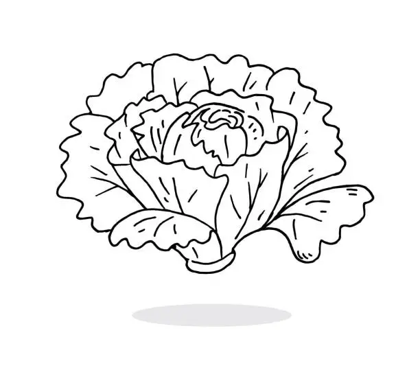 Vector illustration of Hand drawn lettuce