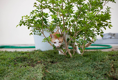 A cat hides under a low tree on the grass.