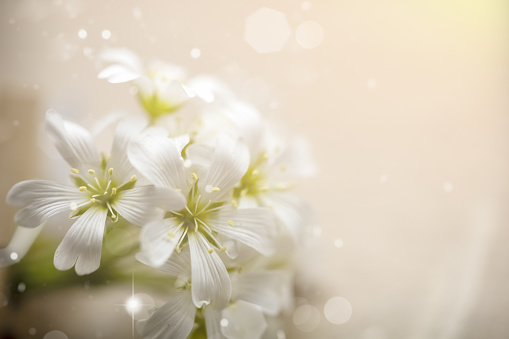 Defocused abstract background with white macro flowers, blurry lights, sun glare and copy space. White small flowers on a light background with blurry lights.