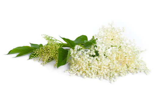 Neroli blossom. Citrus bloom. Orange tree white flowers and buds bunch isolated on white.
