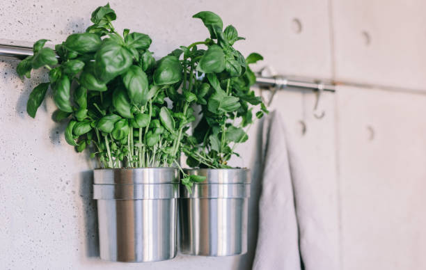 istock Herbs in pots on kitchen hanger, concrete wall 1402110974