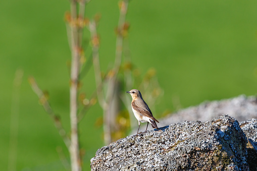 Northern wheatear standing on a stone with old lichens