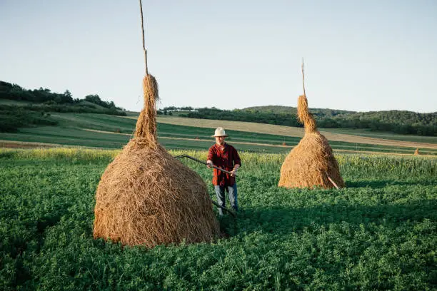 A farmer builds a haystack using a pitchfork in the field. The farmer wears a check shirt and straw hat.