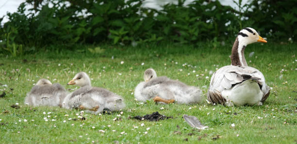 A family of Anser Indicus geese Mother goose with three young geese lying in a meadow. These are bar-headed geese. They come originally from India. bar headed goose anser indicus stock pictures, royalty-free photos & images