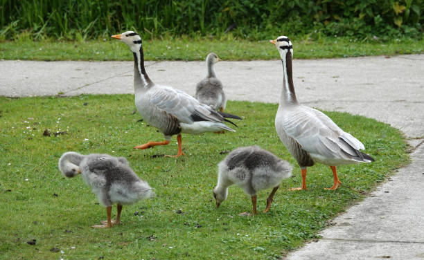 A family of Anser Indicus geese Family goose: father, mother and three goslings. The youngsters are distracted from the walking task. These are bar-headed geese. They come originally from India. bar headed goose anser indicus stock pictures, royalty-free photos & images