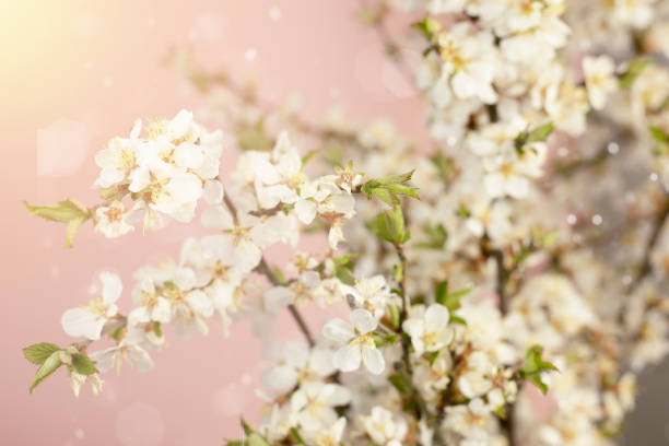 istock White flowers on a pink background with copy space. 1402114628