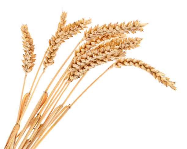istock Ears of wheat. 1402114998