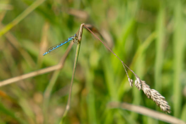 The pale blue males, showing off their white legs to each other, are a familiar sight along rivers and calm streams in large parts of Europe. Field characteristics: Tot 35-37mm, Ab 27-31mm, Hw 19-23mm.Distribution: occurs in a great part of Europe, but are absent in northern England, Ireland and northern Scandinavia.Habitat: Characteristic of floodplains, dominant on oxbows, rivers and open stretches of streams. Also lakes and a wide range of man-made habitats.Flight Season: From the start of May to the end of September.This Picture is made during a Vacation in Bulgaria in May 2018.