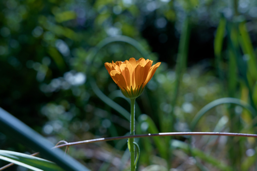 Magnificent yellow marigold flower against the light in an organic garden