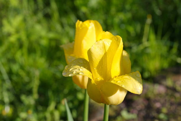 istock Yellow varietal tulips (Lat. Tulipa) with raindrops close-up 1402116476