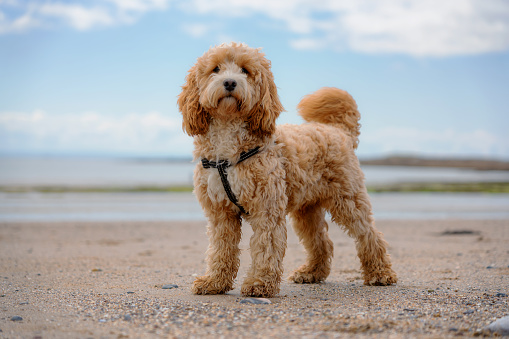 Chester, an adorable one year old Cockapoo puppy. Here he can be seen on a beach.