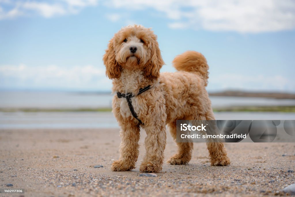 Adorable One Year Old Cockapoo Chester, an adorable one year old Cockapoo puppy. Here he can be seen on a beach. Dog Stock Photo