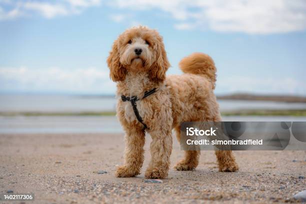 Adorable One Year Old Cockapoo Stock Photo - Download Image Now - Dog, Cockapoo, Beach