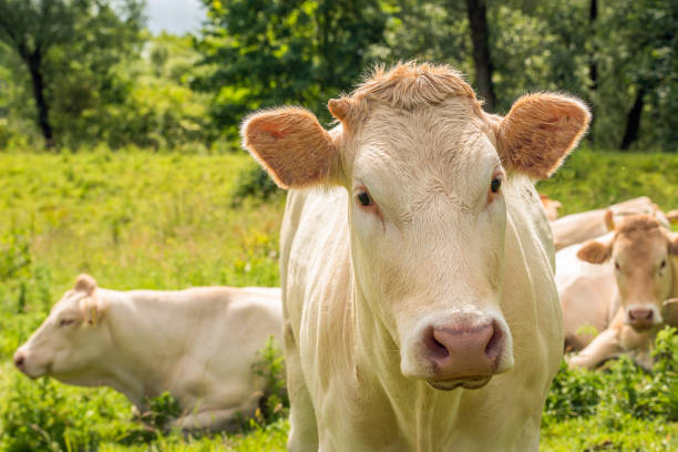 istock Portrait of a beige cow 1402117416