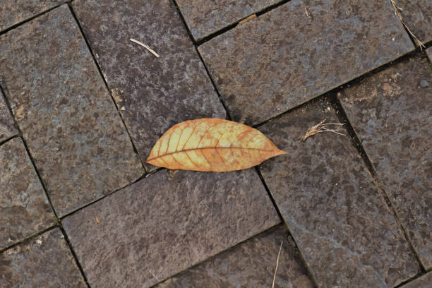 istock Leaves on the stone floor 1402118687