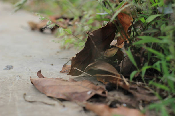 istock There are some dry leaves on the wall 1402118970