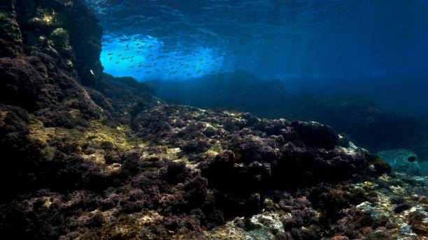 istock Underwater landscape in rays of light 1402119107
